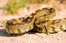 Rattlesnake Bite Prevention