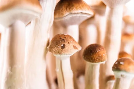 Mushrooms